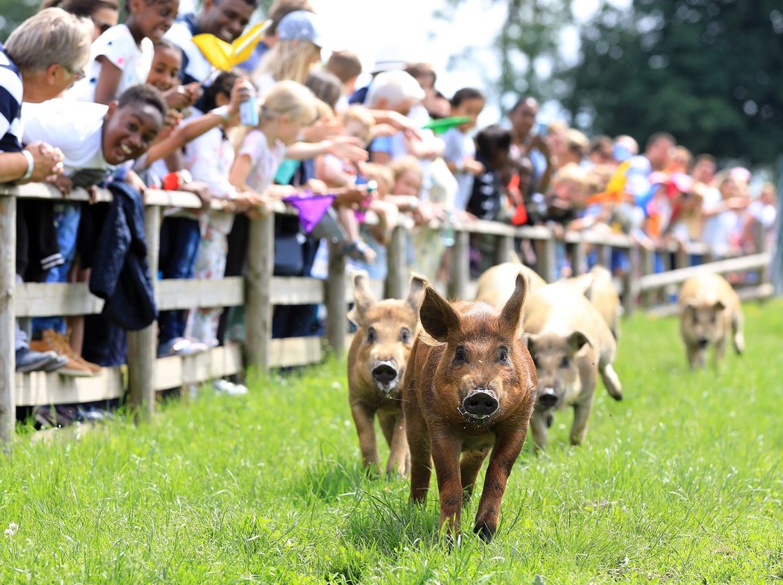 Watch the Pig Race