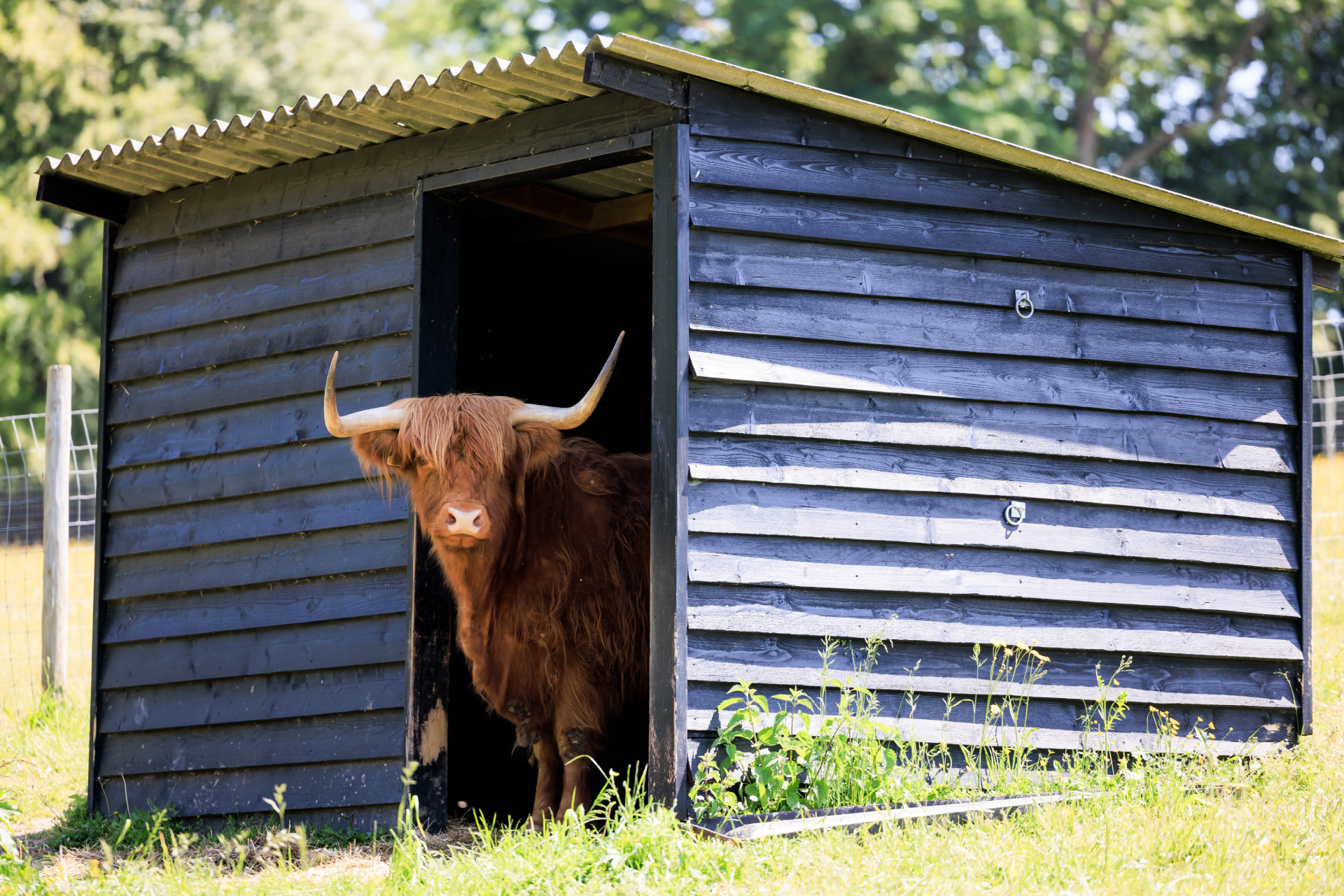 Highland cow peeking out of it's shed