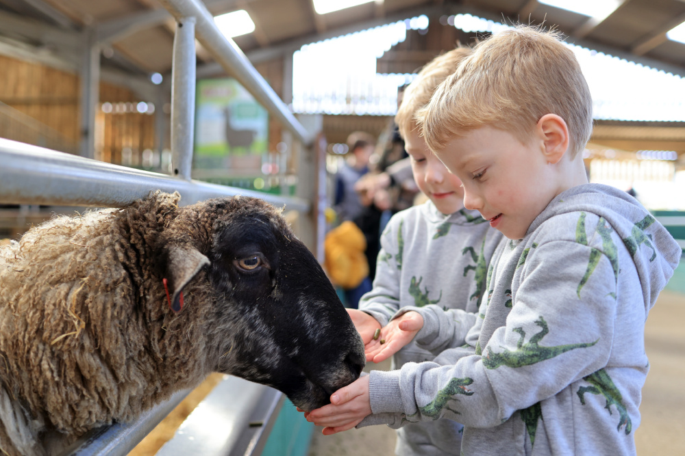 Kids feeding sheep