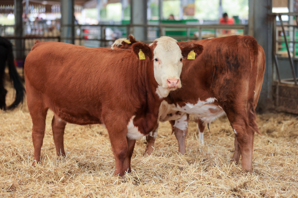 Cows in the barn