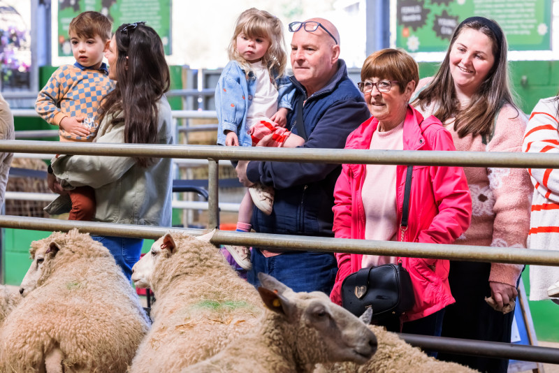 People watching the sheep in the barn