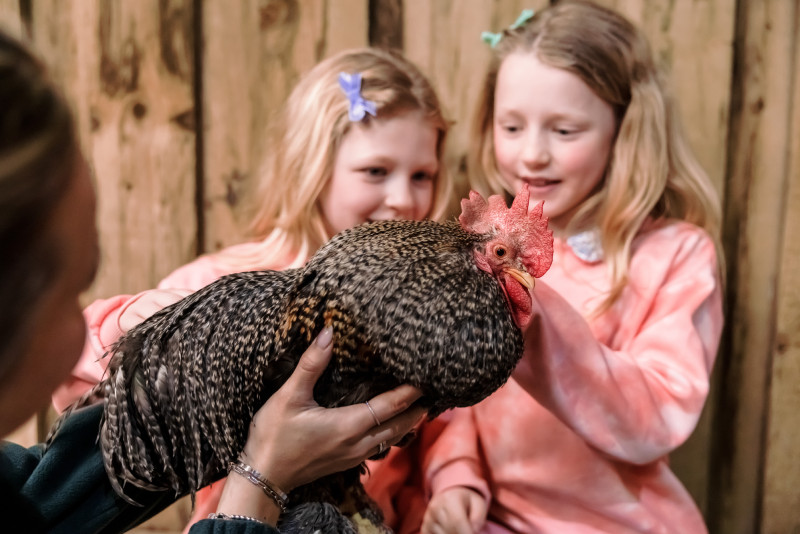 Children petting a chicken