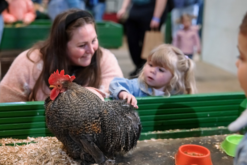Children petting a chicken