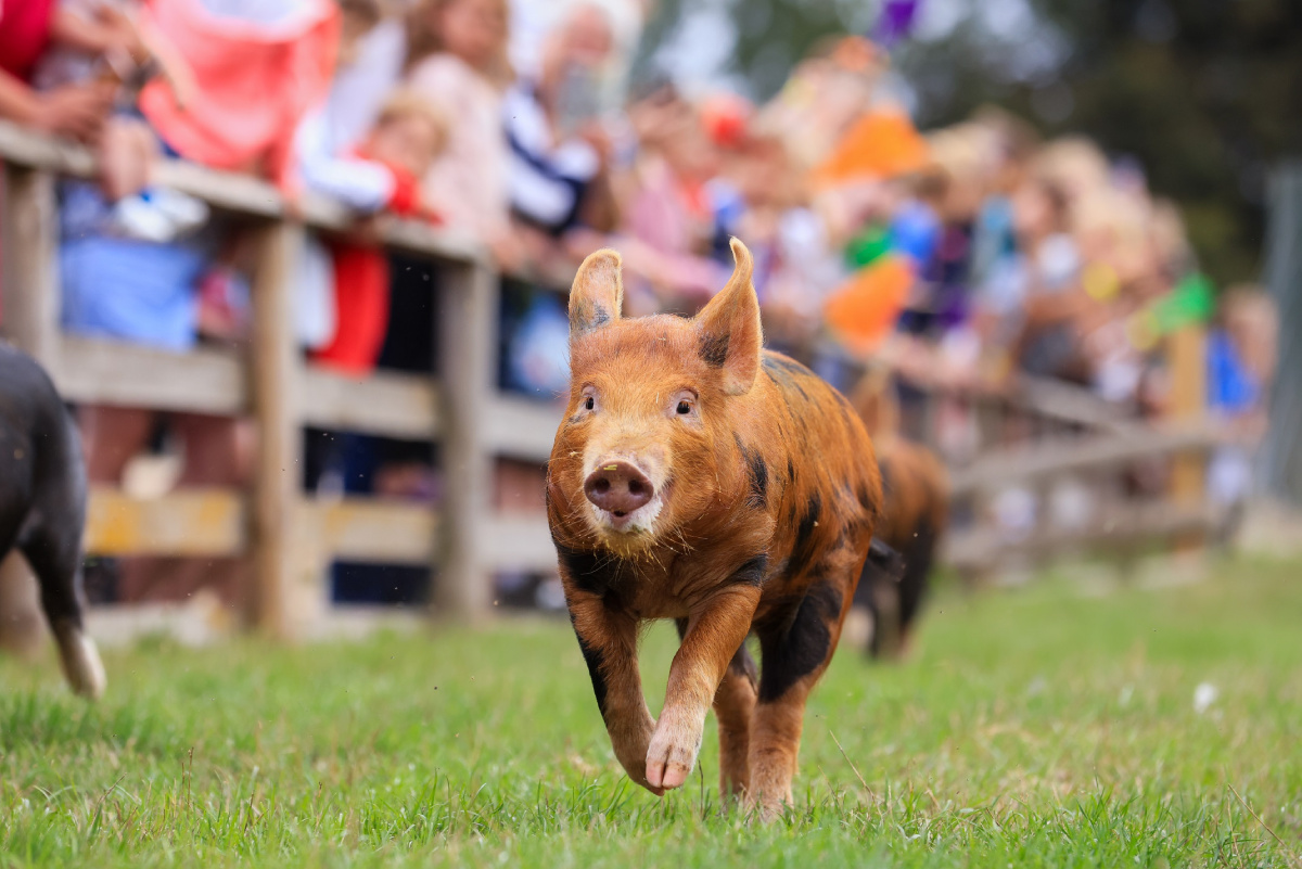 Pig Race
