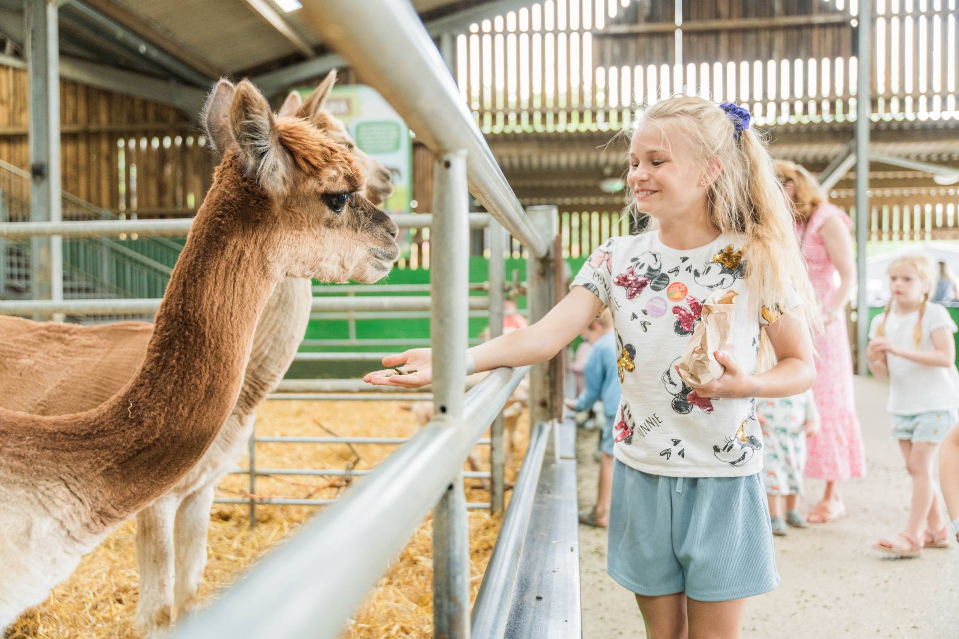 Feeding Llamas