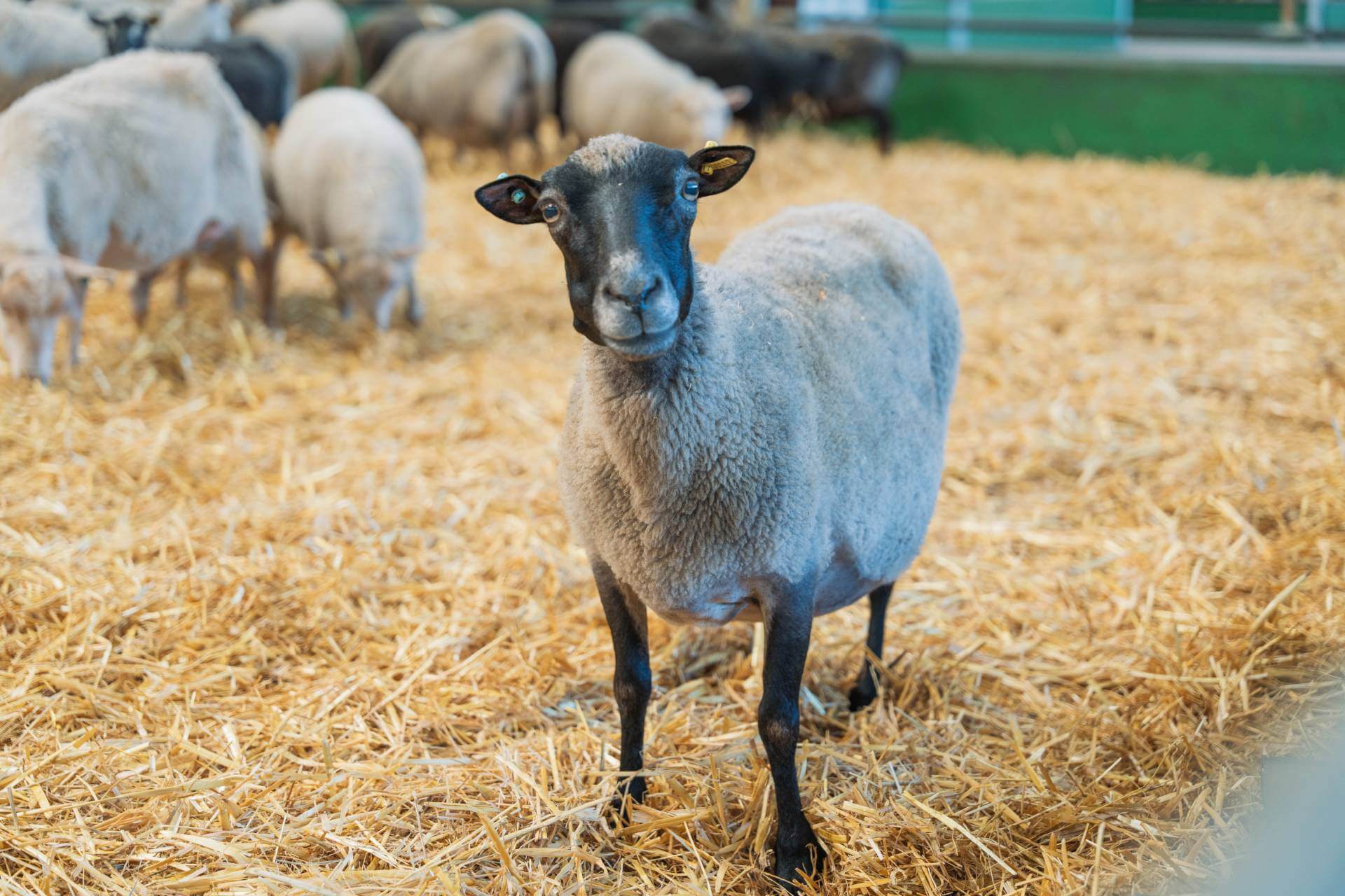 Bocketts Farm Sheep