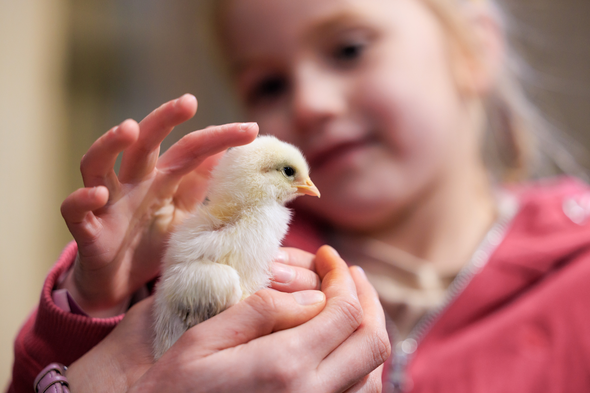 Petting baby chicks