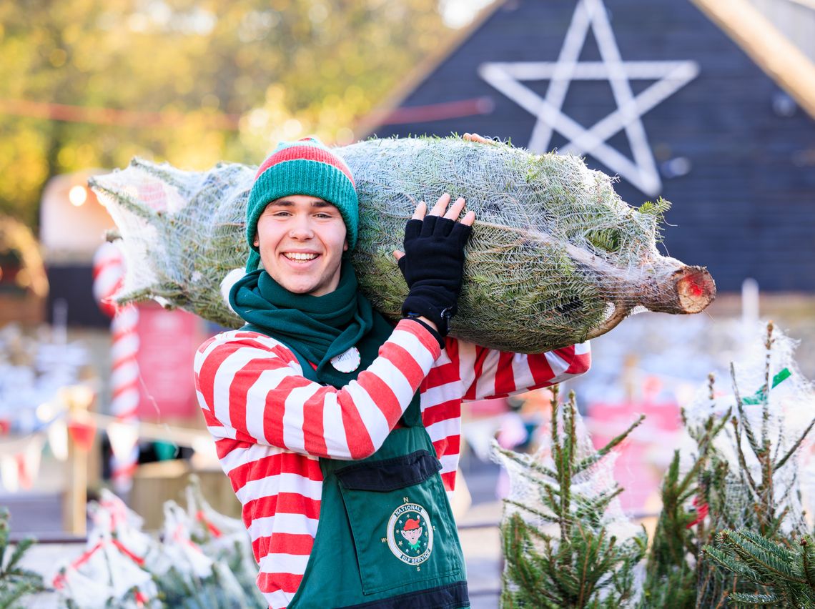 Hundreds of Christmas Trees on sale