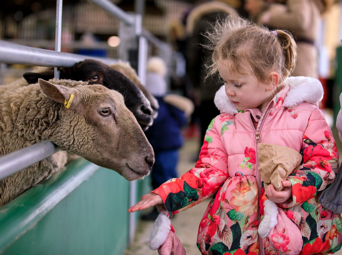 Meet and feed friendly animals undercover