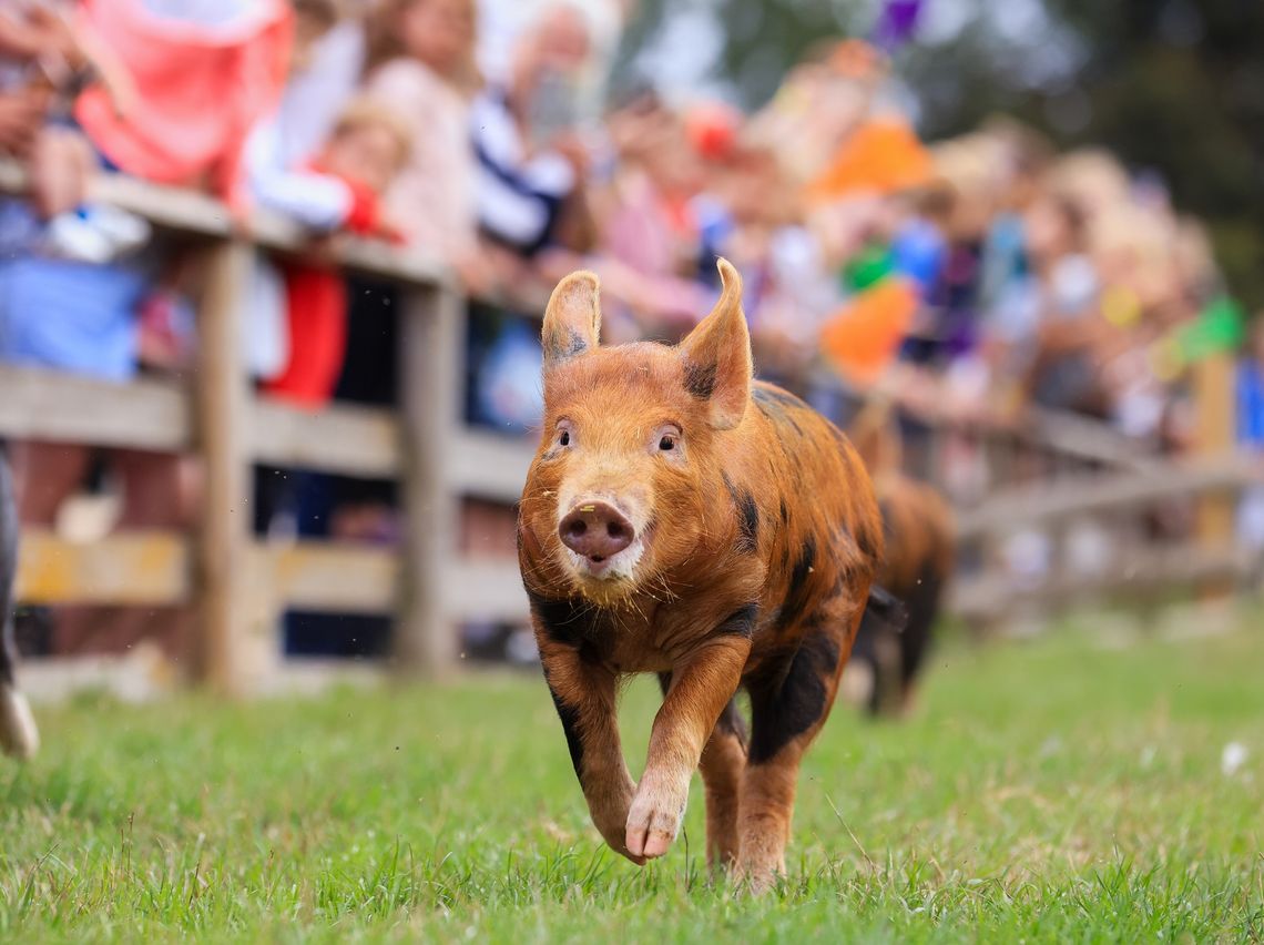 Watch our famous Pig Race