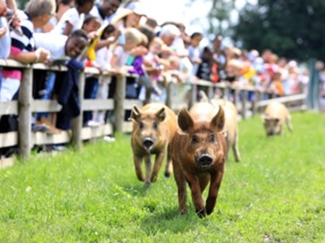 Cheer on your favourite in our Pig Race!