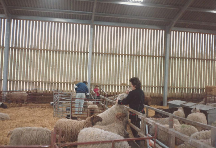Bocketts Farm About Us Lambing Shed